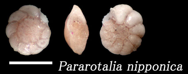 Pararotalia nipponica